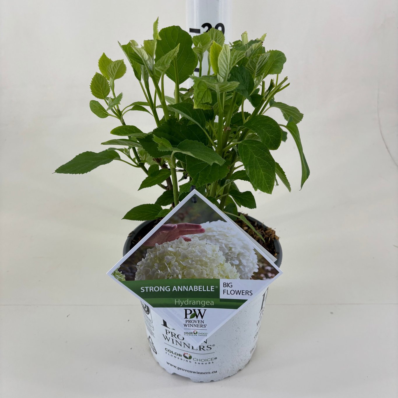 Hydrangea a. 'Strong Annabelle' - C3 25-30 CM